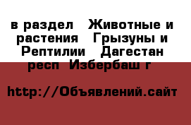  в раздел : Животные и растения » Грызуны и Рептилии . Дагестан респ.,Избербаш г.